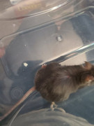Noticed a lump near my mouse's left hind rear leg. What is it? 20200806-162944