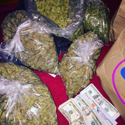 cannabis plants