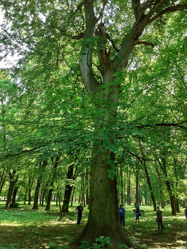 07.13 - 20200612_130945 (Winnetou)