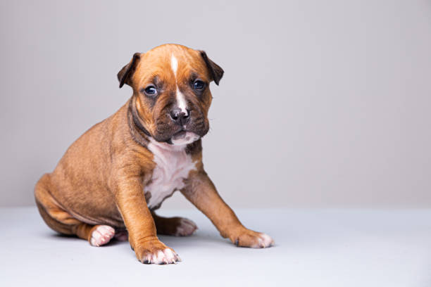 Best Dog Training Near Me