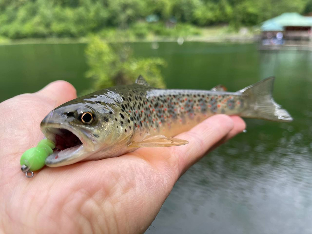 Fresh Lures Kasper, trout fishing lures, trout fishing lures plastic,