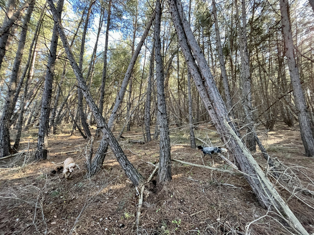 0CEF2091-CF68-4A3A-A06D-8D01FB23F3E5