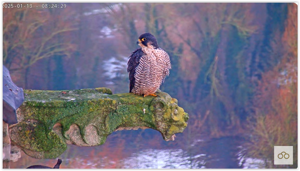 Screen Shot 01-13-25 at 09.00 AM 001