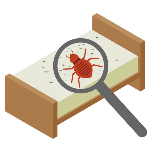 bedbug-12.jpg