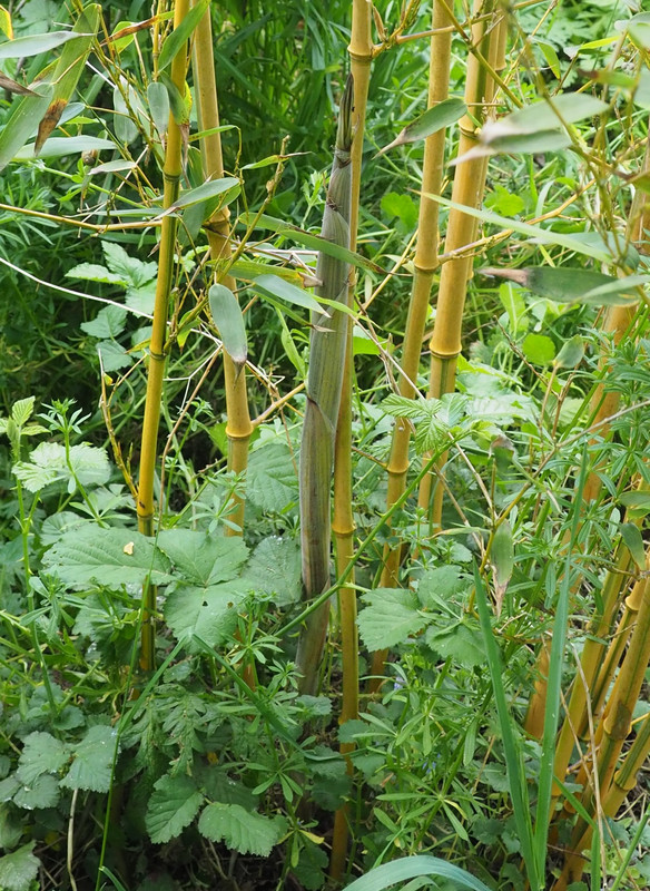 2020 Turions20200418_162445009 (2)