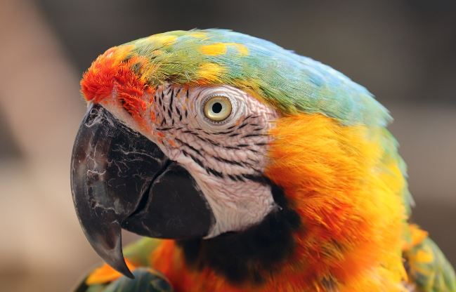 Parrot Sneezing Symptoms