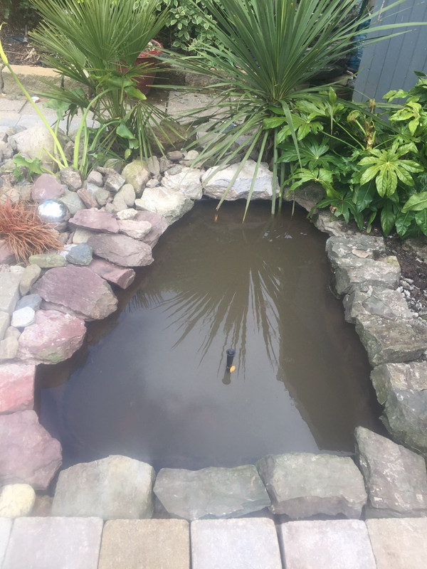 pond by day