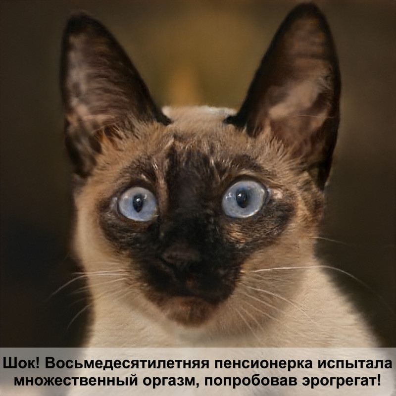 размер переноски для кошки