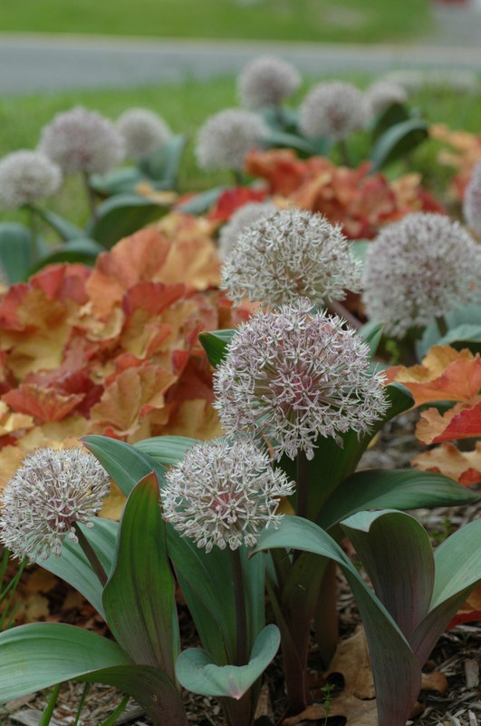 Декоративен лук - Алиум / Allium sp. - Page 28 - Форум HobbyKafe.com