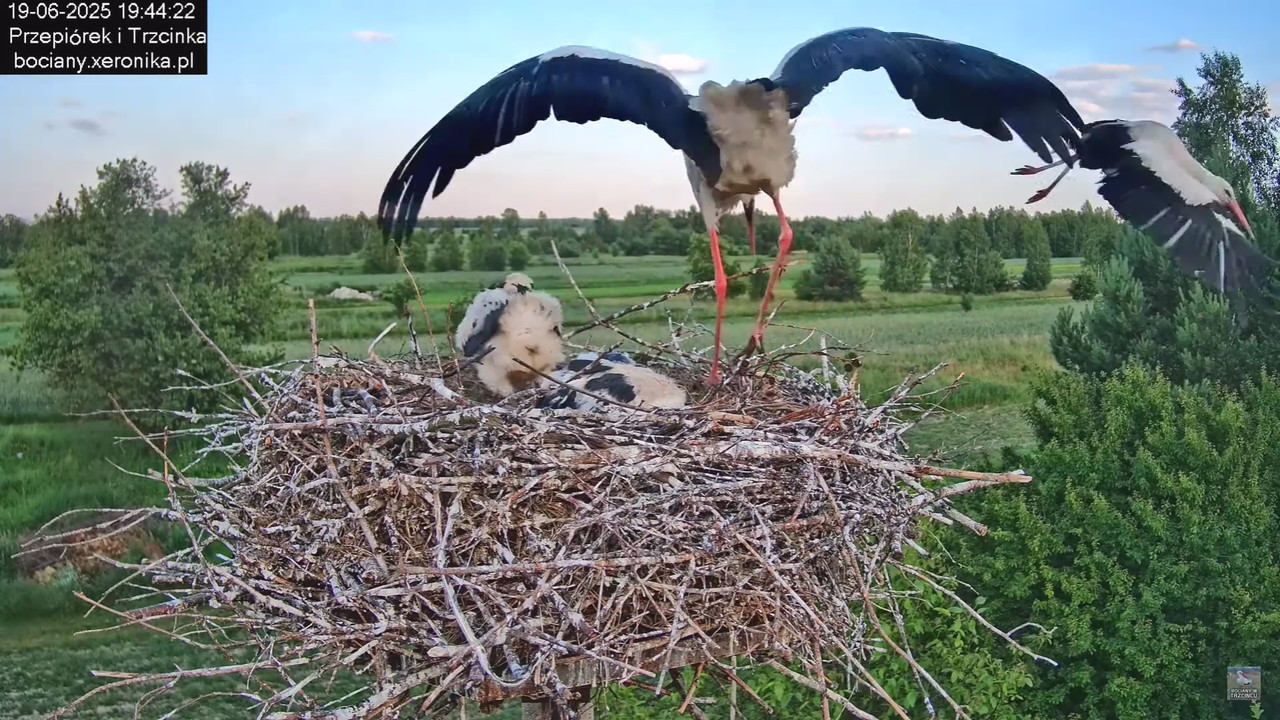 19062025bociany46
