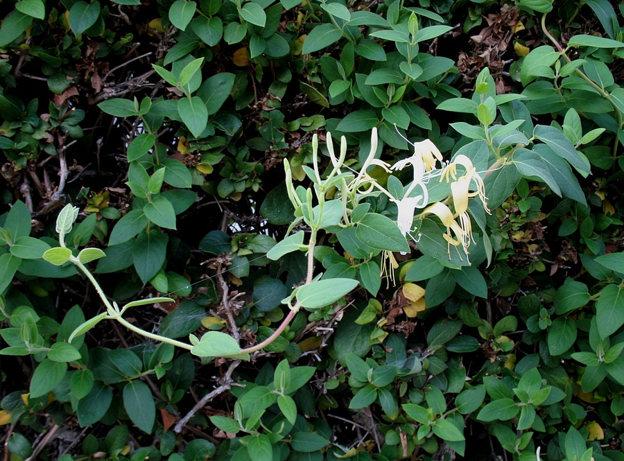 Honeysuckle-small.jpg