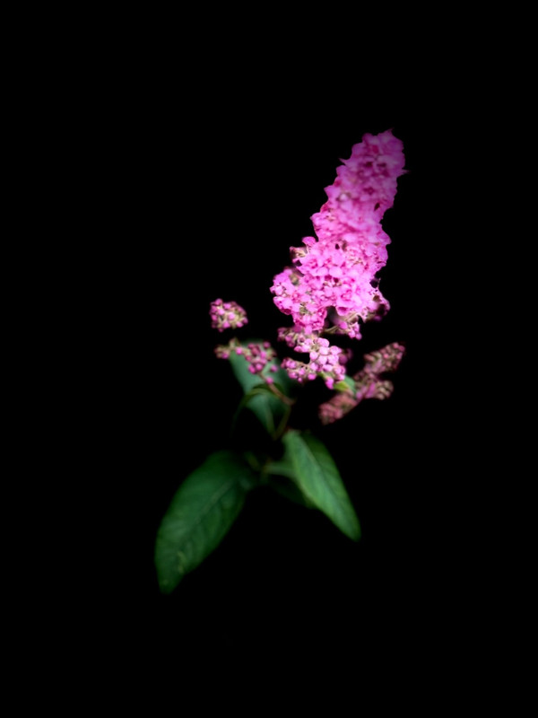IMG-1928.jpg
