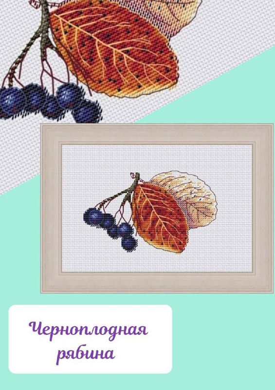 chernoplodnaya-ryabina-001