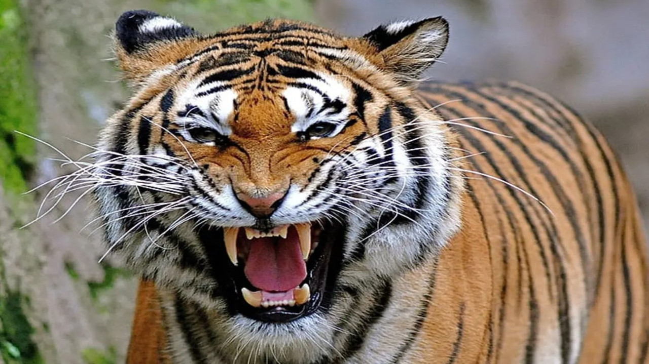 Mujer enfrenta a tigre para salvar a su bebé de ser devorado