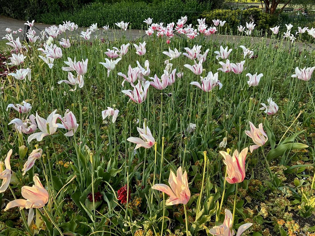 Пёстрая лента. Путешествие по сельским дорогам Англии в мае 2025 г.