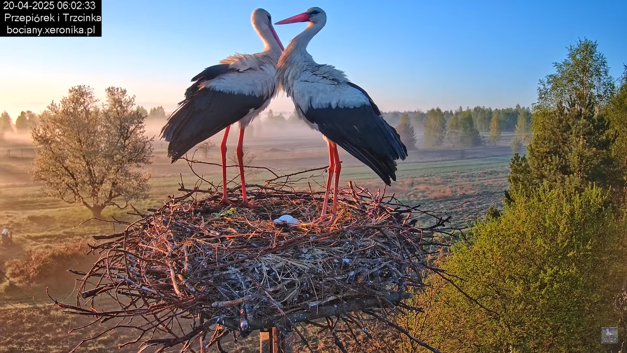 20042025bociany16