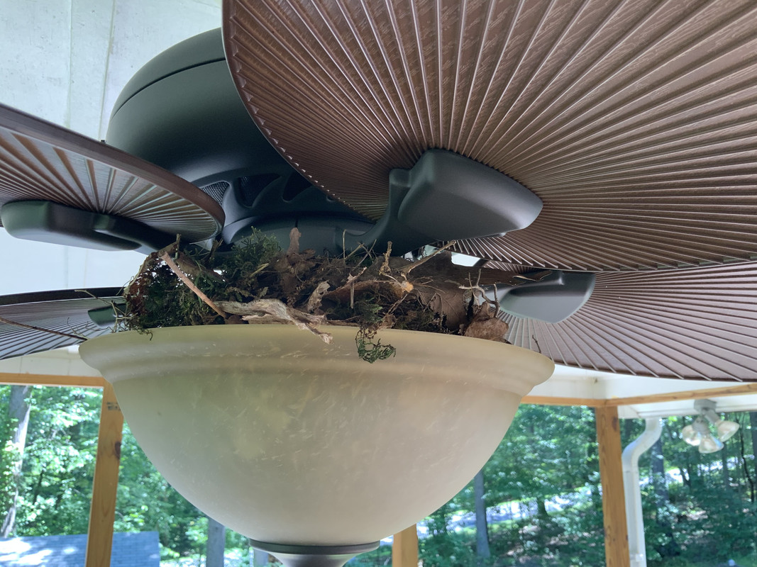 There's a bird nest in the ceiling fan light on my porch Democratic Underground Forums