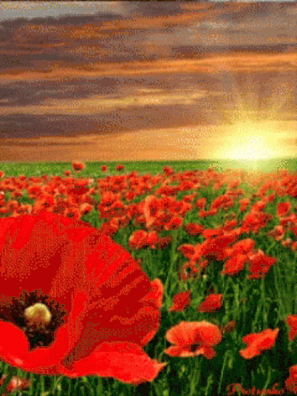 An den Beitrag angehängtes Bild: https://i.postimg.cc/wv694Hsz/oie-111057-FZGh-Wfrs.gif