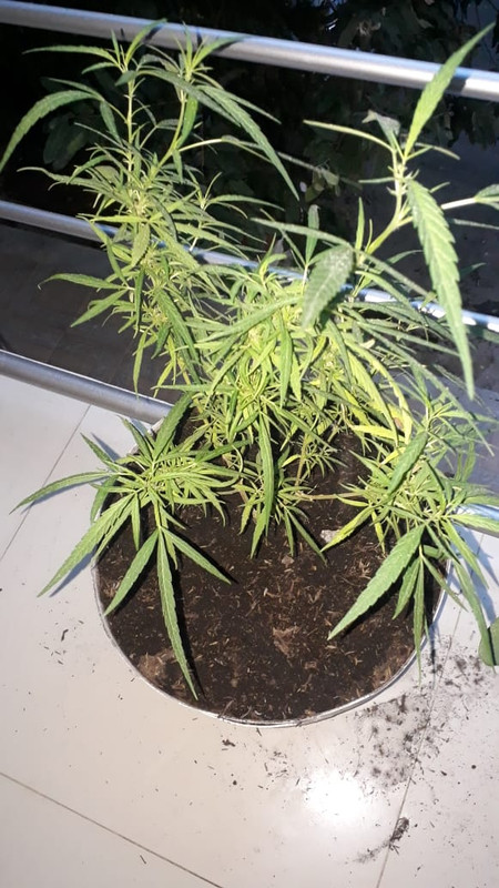 WhatsApp Image 2020-07-15 at 6.14.49 PM (1)