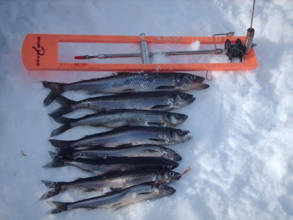 2433_133185580175_7394_n