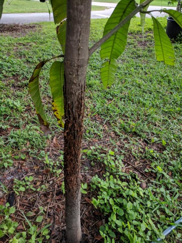 sickly seedling trunk (Medium)