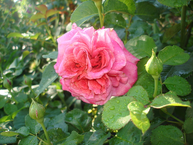 DSC01908