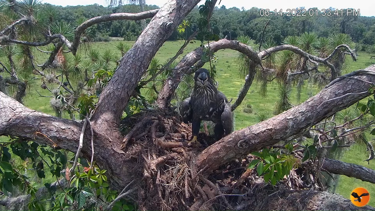 EC Nest Cam 1-18-12 screenshot (1)