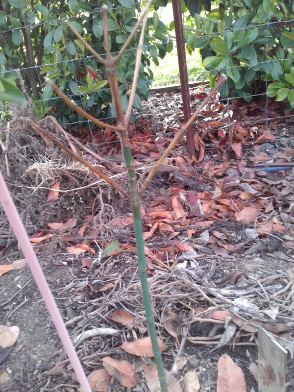 lucs garcinia