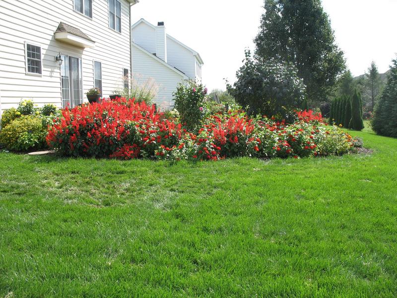 Lawn and Gardens 09.29.2018  (5)