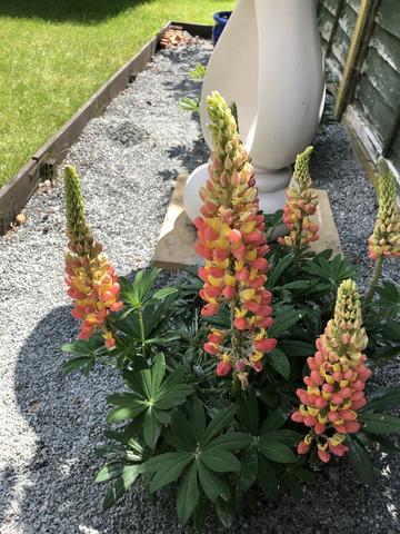 garden-Lupins-May.jpg