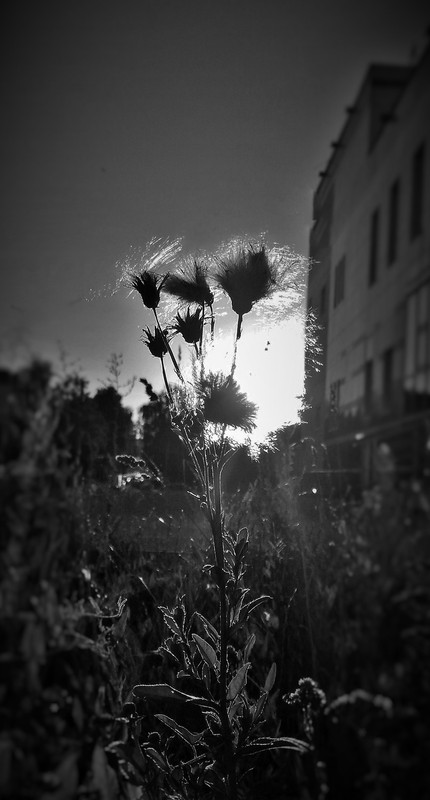 P_20180730_191112 (3)