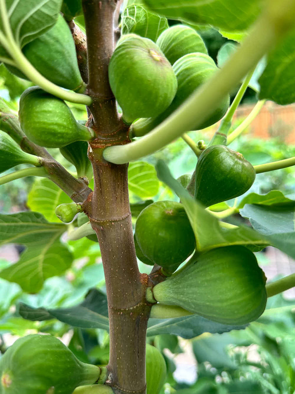 figs-744.jpg