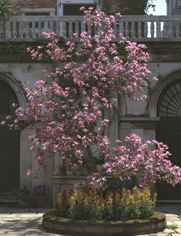 Magnificent Magnolia Trees Magnificent Magnolia Trees