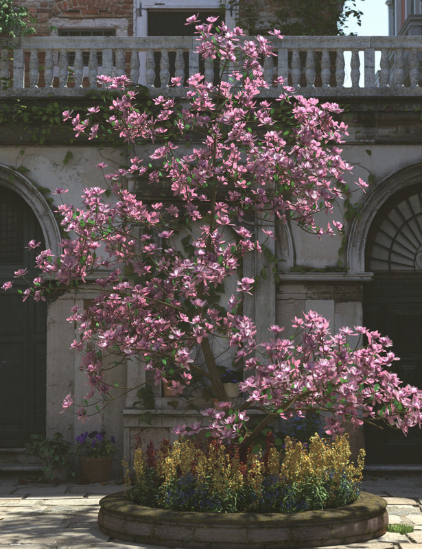 Magnificent Magnolia Trees