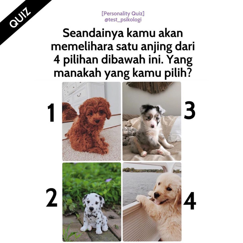Anjing peliharaan