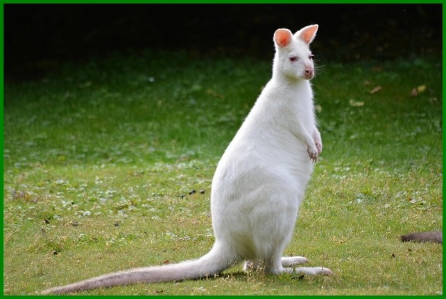 witte