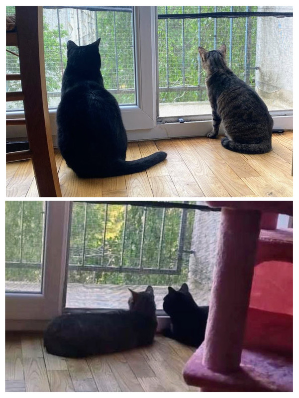 58ED5789-06FB-4082-ADDB-AC656327D5D7-COLLAGE