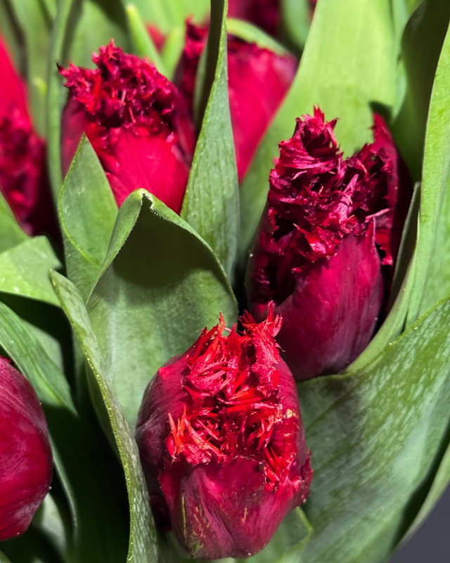 647261401-1639338464334382-7777284515710472646-n