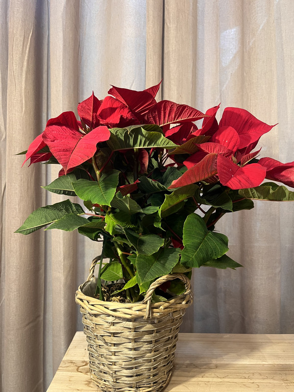 Flor De Pascua Con Cesto