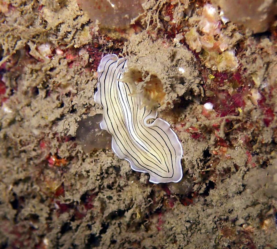 118691192_10157035135666739_3168678591965297549_n