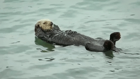 otter1.gif