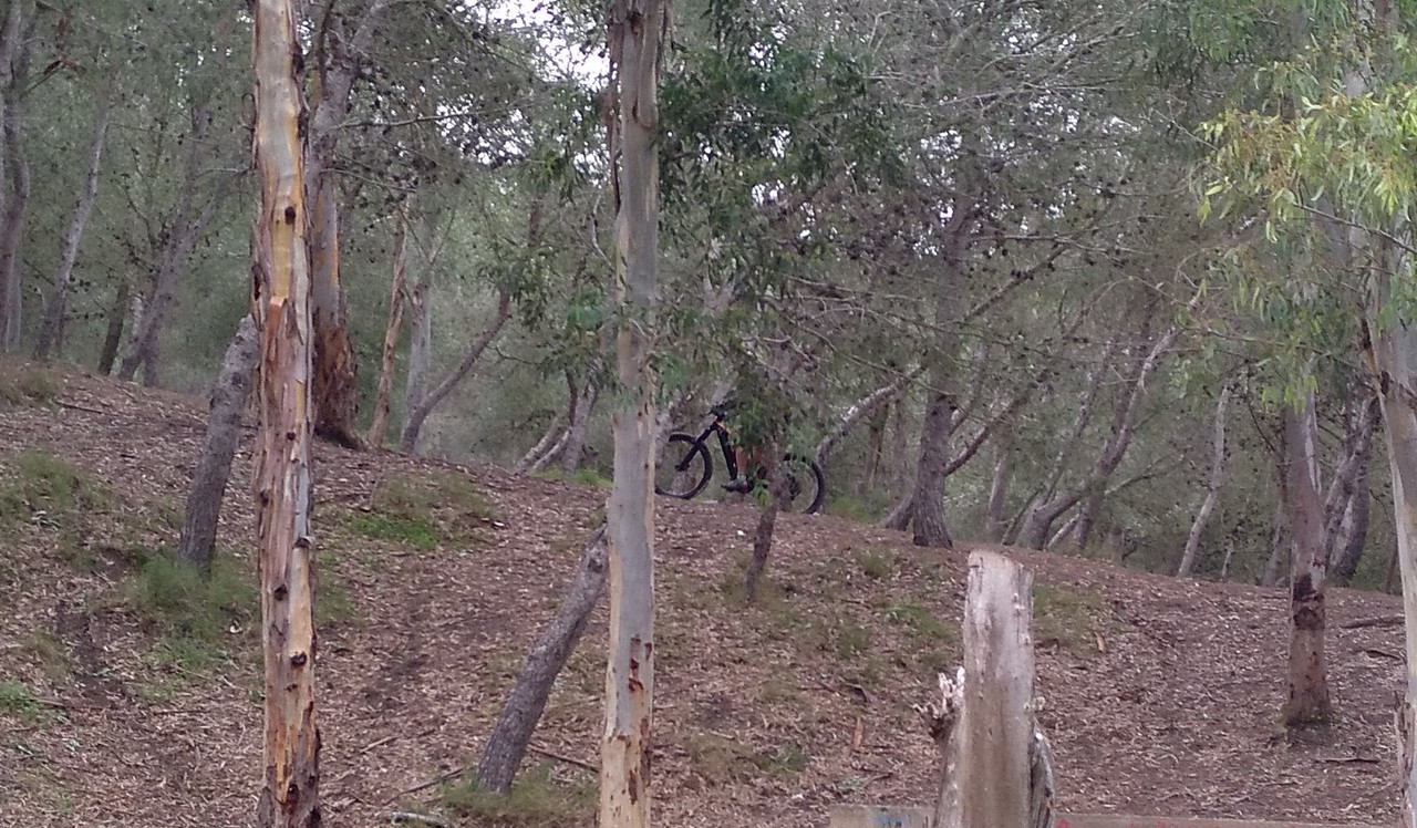 ASNOVESTRE ASNO BEJAR (9)