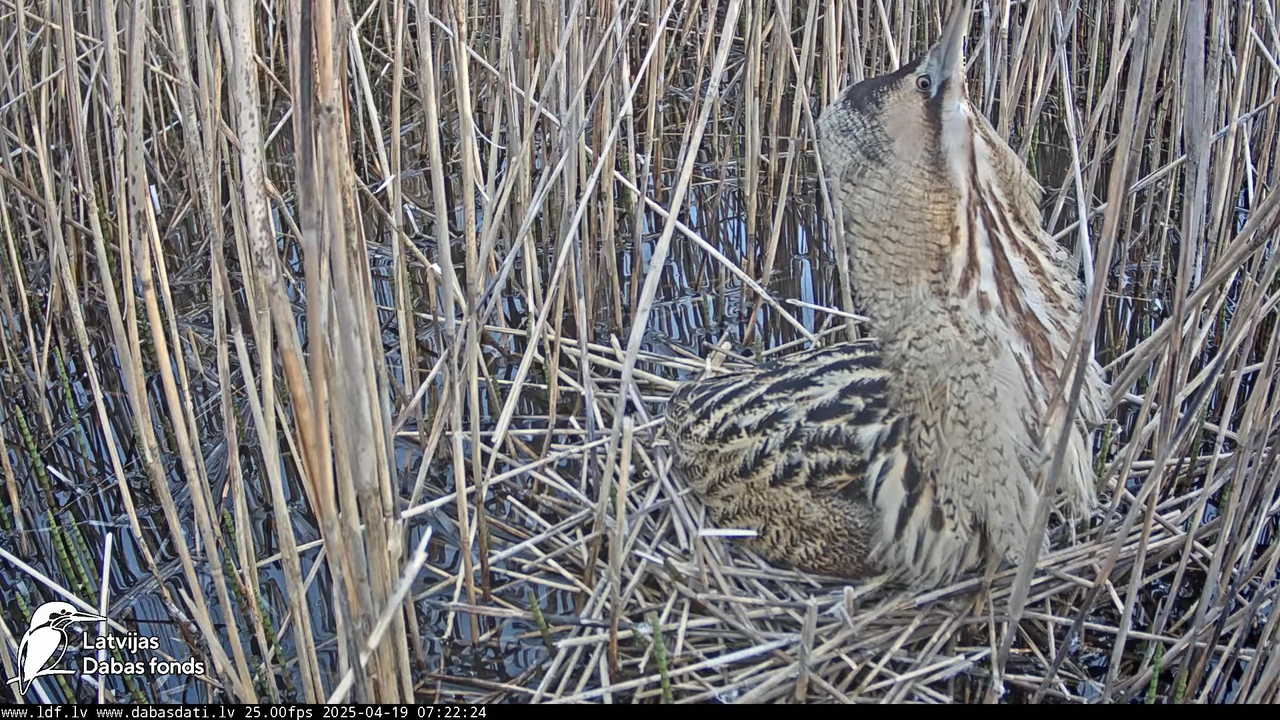 LDF Lielais dumpis (Botaurus stellaris) Zemītes pagastā 14-7-40 screenshot