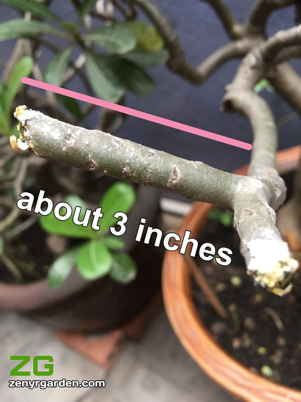 leave-about-three-inches-on-adenium-branch.jpg