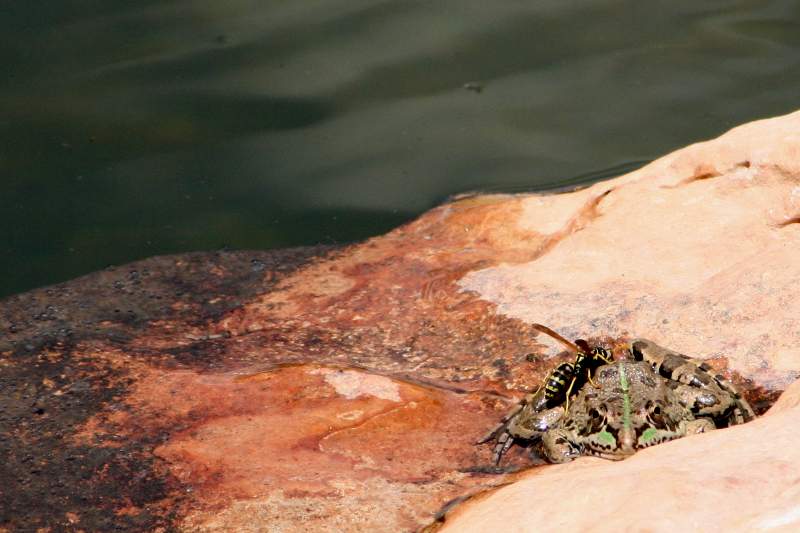 IMG_0399-800-Pelophylax-perezi-Avispa.jp