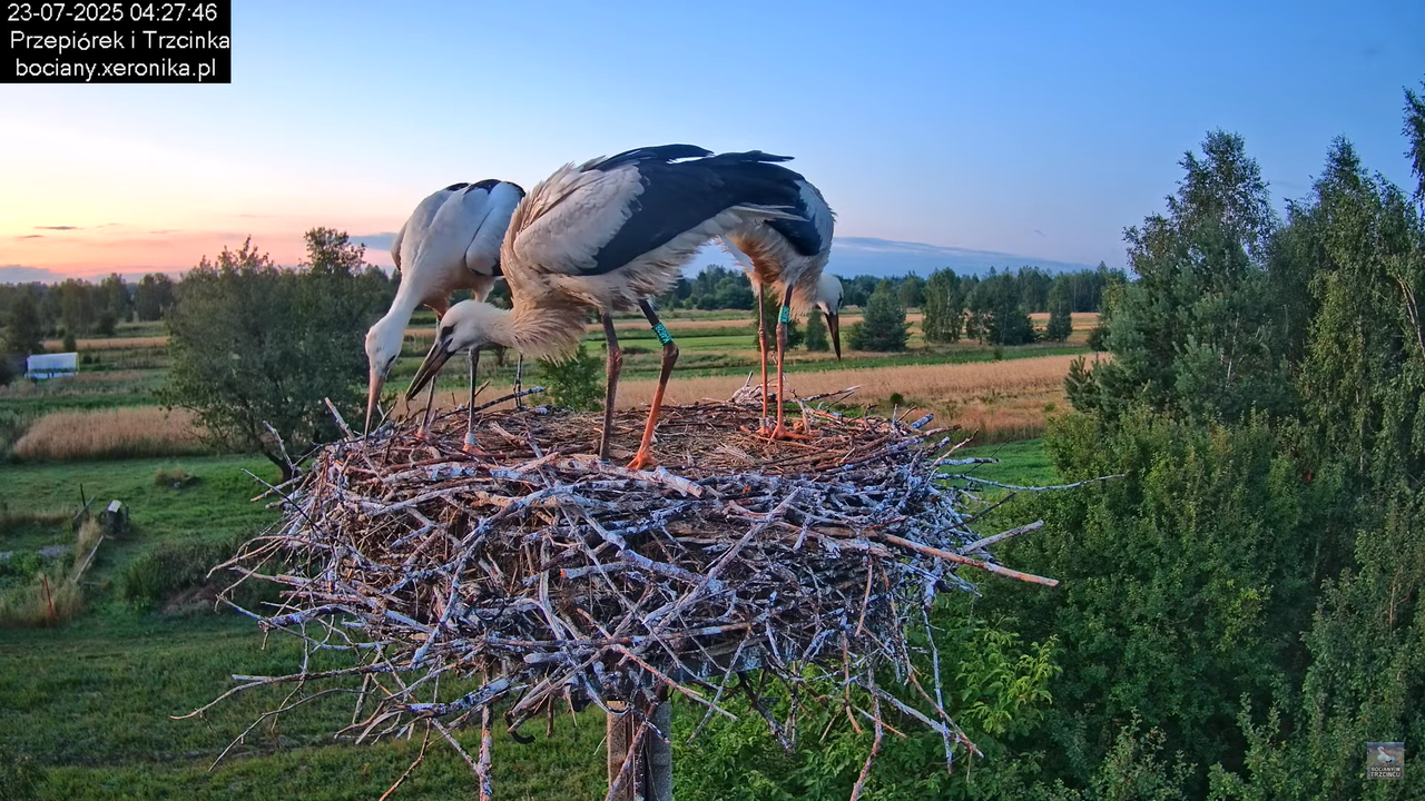 23072025bociany2