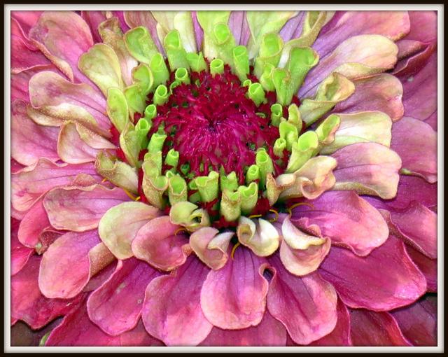 Watercolor with Me Loose and Lovely Flowers Watercolor with Me Loose and Lovely Flowers