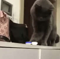 Cat-Sike.gif