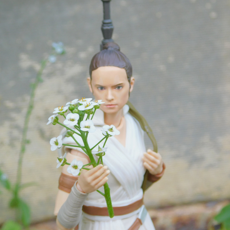 Дачно-Харлинский июнь-июль 2024 211