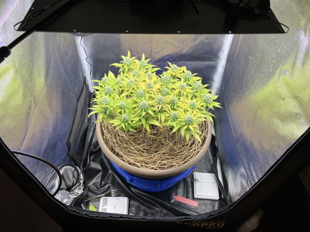 IMG_1009 (Enero 31 2023)